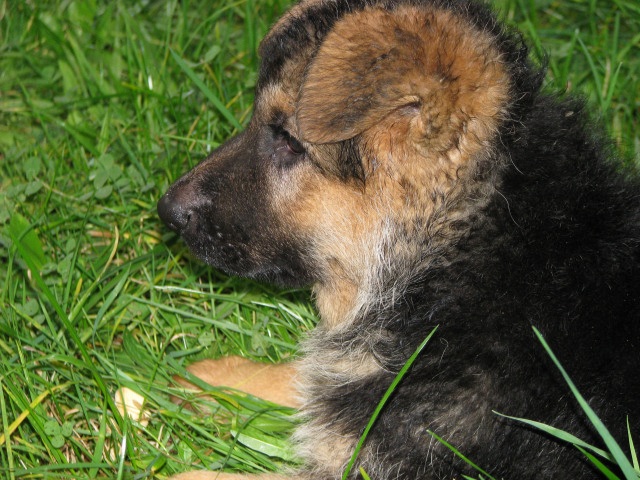 ScholaInNatura Fotogaleria