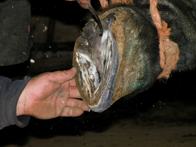 ScholaInNatura Fotogaleria