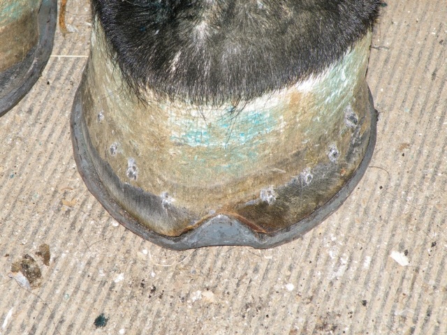 ScholaInNatura Fotogaleria