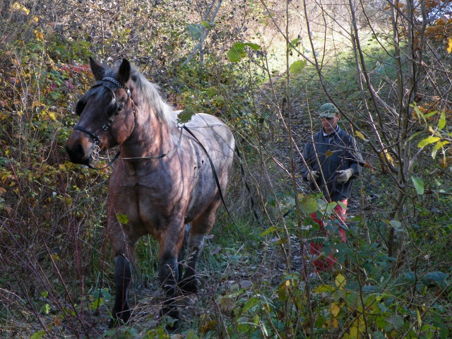 ScholaInNatura Fotogaleria