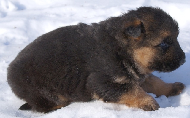 ScholaInNatura Fotogaleria