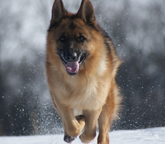 ScholaInNatura Fotogaleria