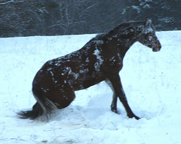 ScholaInNatura Fotogaleria