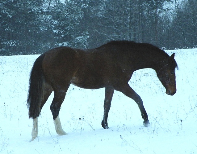 ScholaInNatura Fotogaleria