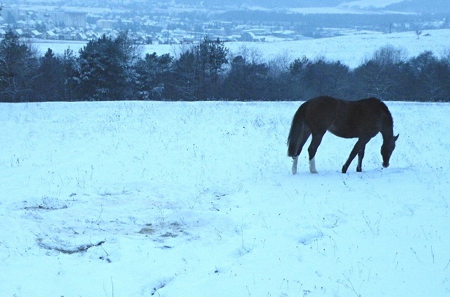 ScholaInNatura Fotogaleria