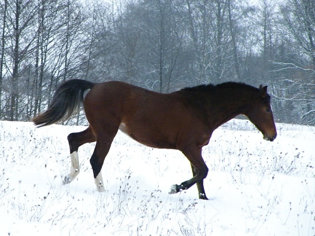ScholaInNatura Fotogaleria