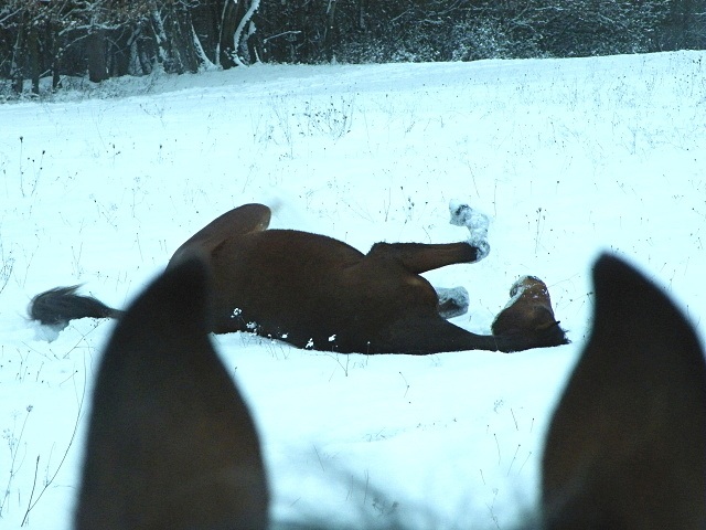 ScholaInNatura Fotogaleria