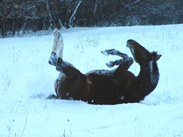 ScholaInNatura Fotogaleria