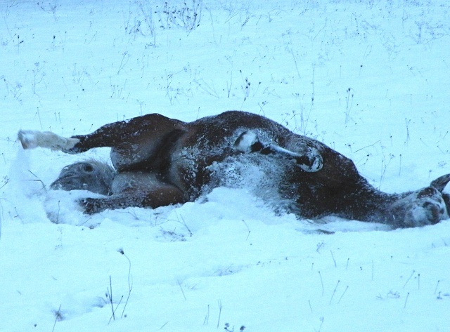 ScholaInNatura Fotogaleria