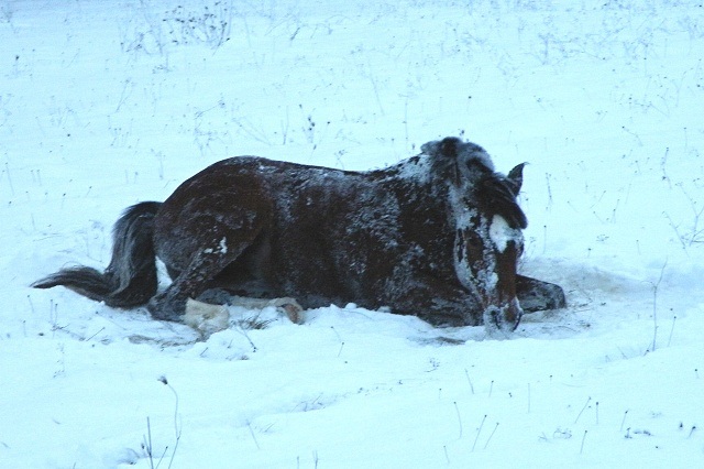 ScholaInNatura Fotogaleria