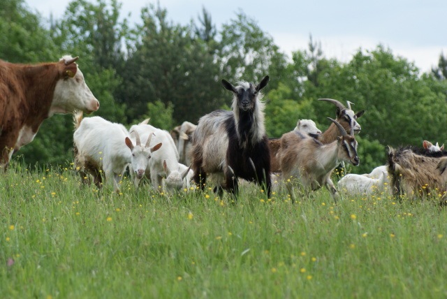 ScholaInNatura Fotogaleria