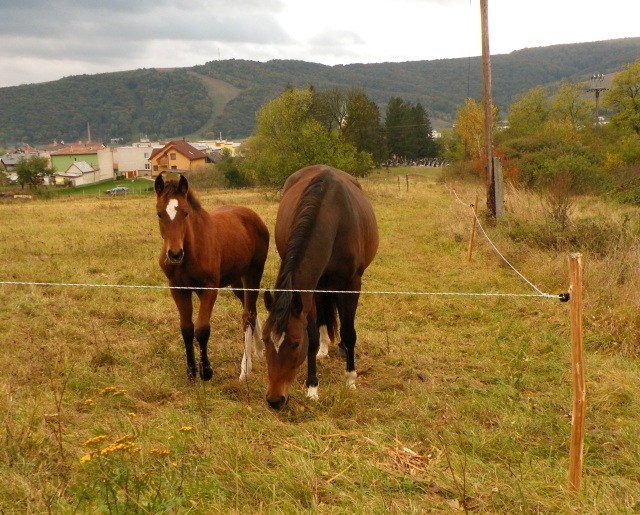 ScholaInNatura Fotogaleria