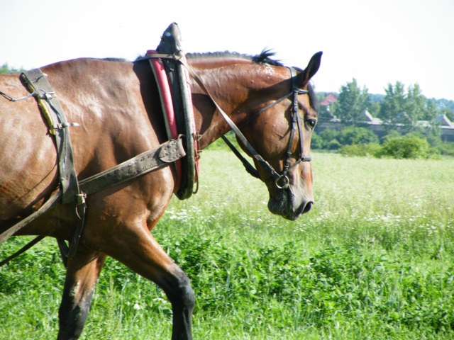 ScholaInNatura Fotogaleria
