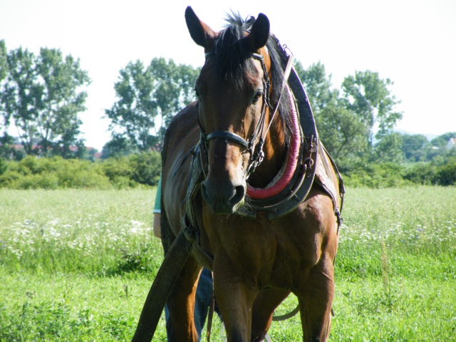ScholaInNatura Fotogaleria