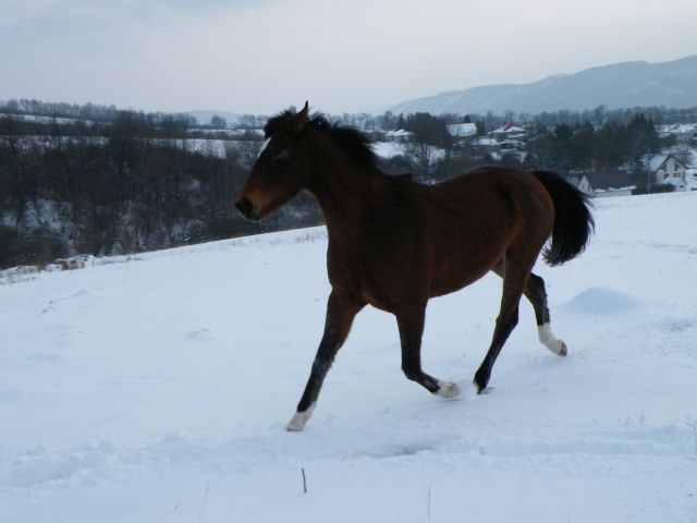 ScholaInNatura Fotogaleria