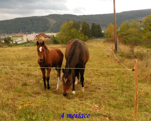 ScholaInNatura Fotogaleria