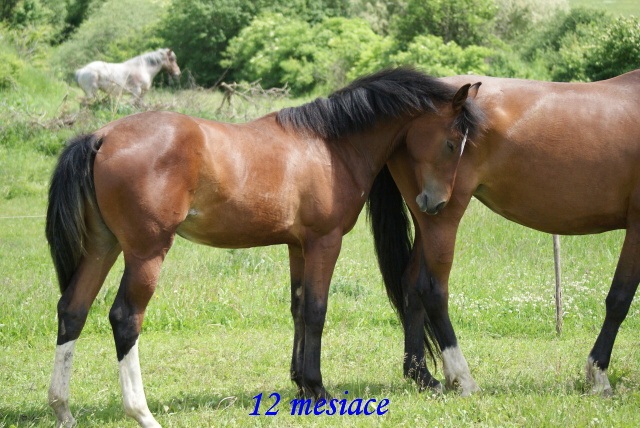 ScholaInNatura Fotogaleria