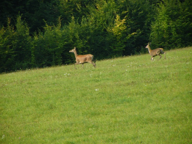 ScholaInNatura Fotogaleria