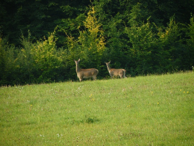 ScholaInNatura Fotogaleria