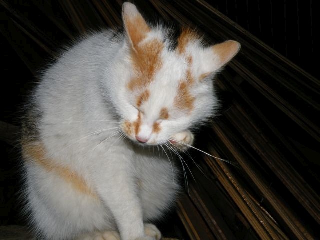 ScholaInNatura Fotogaleria