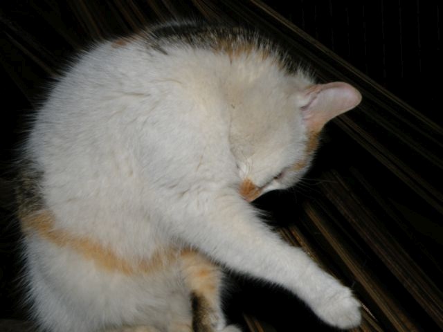 ScholaInNatura Fotogaleria