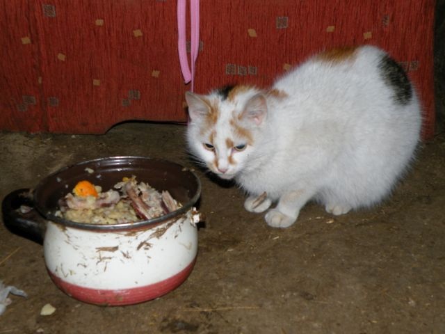 ScholaInNatura Fotogaleria