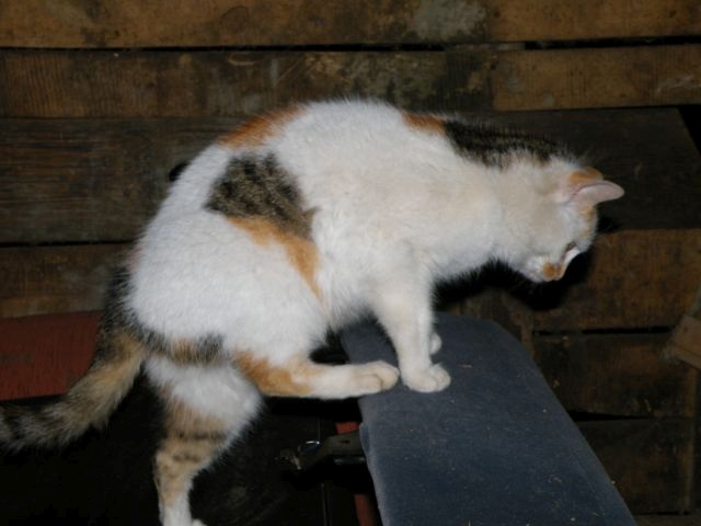 ScholaInNatura Fotogaleria