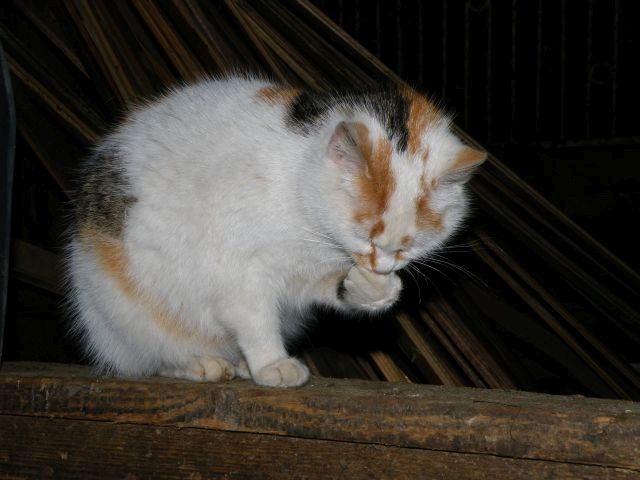 ScholaInNatura Fotogaleria