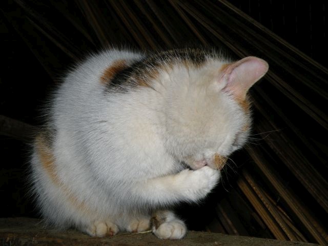 ScholaInNatura Fotogaleria