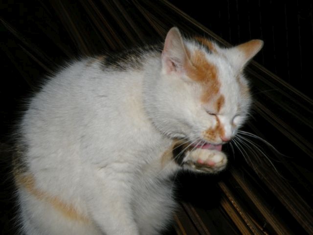 ScholaInNatura Fotogaleria