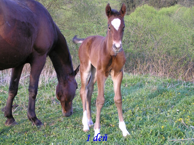 ScholaInNatura Fotogaleria