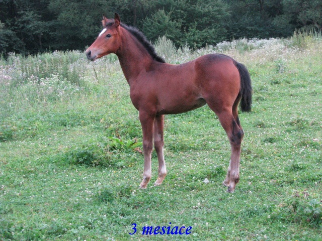 ScholaInNatura Fotogaleria