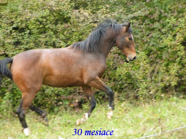 ScholaInNatura Fotogaleria