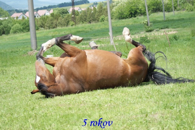 ScholaInNatura Fotogaleria