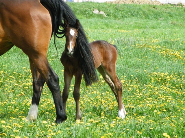 ScholaInNatura Fotogaleria