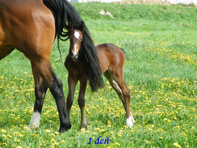 ScholaInNatura Fotogaleria