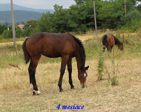 ScholaInNatura Fotogaleria