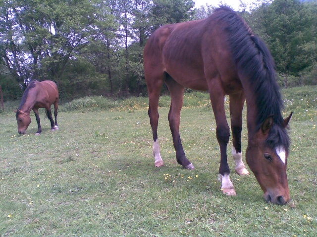 ScholaInNatura Fotogaleria
