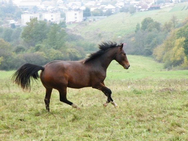ScholaInNatura Fotogaleria