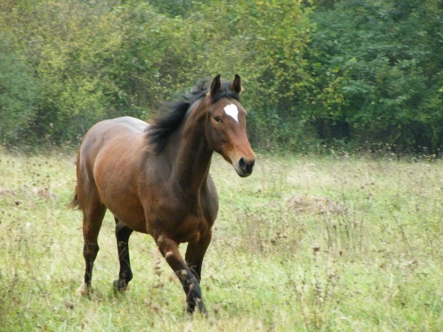 ScholaInNatura Fotogaleria