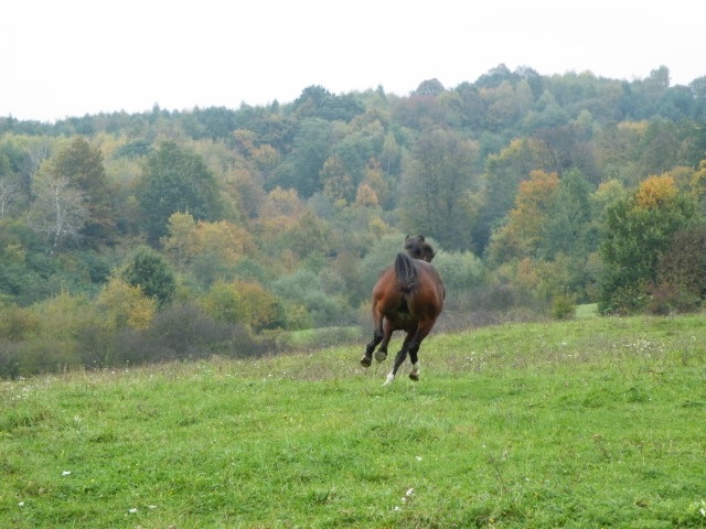 ScholaInNatura Fotogaleria