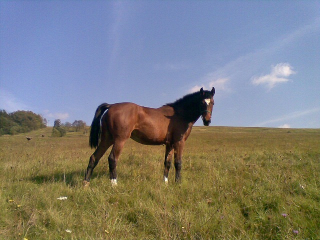 ScholaInNatura Fotogaleria