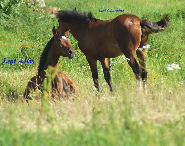 ScholaInNatura Fotogaleria