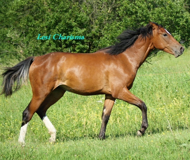 ScholaInNatura Fotogaleria