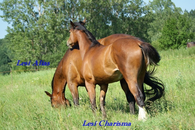 ScholaInNatura Fotogaleria