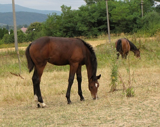 ScholaInNatura Fotogaleria