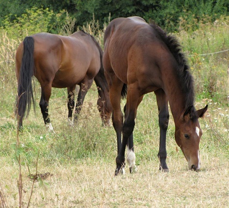 ScholaInNatura Fotogaleria