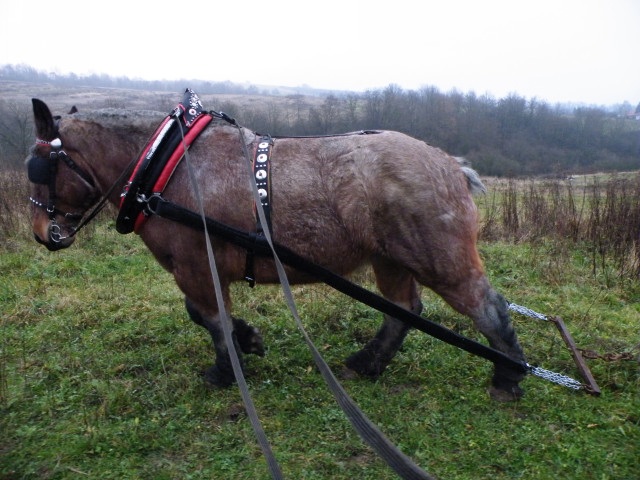ScholaInNatura Fotogaleria
