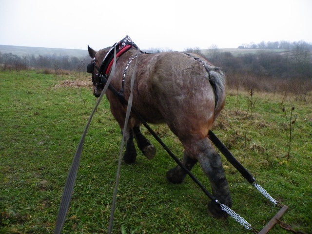 ScholaInNatura Fotogaleria