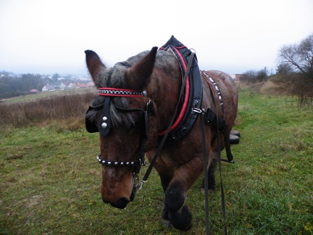ScholaInNatura Fotogaleria